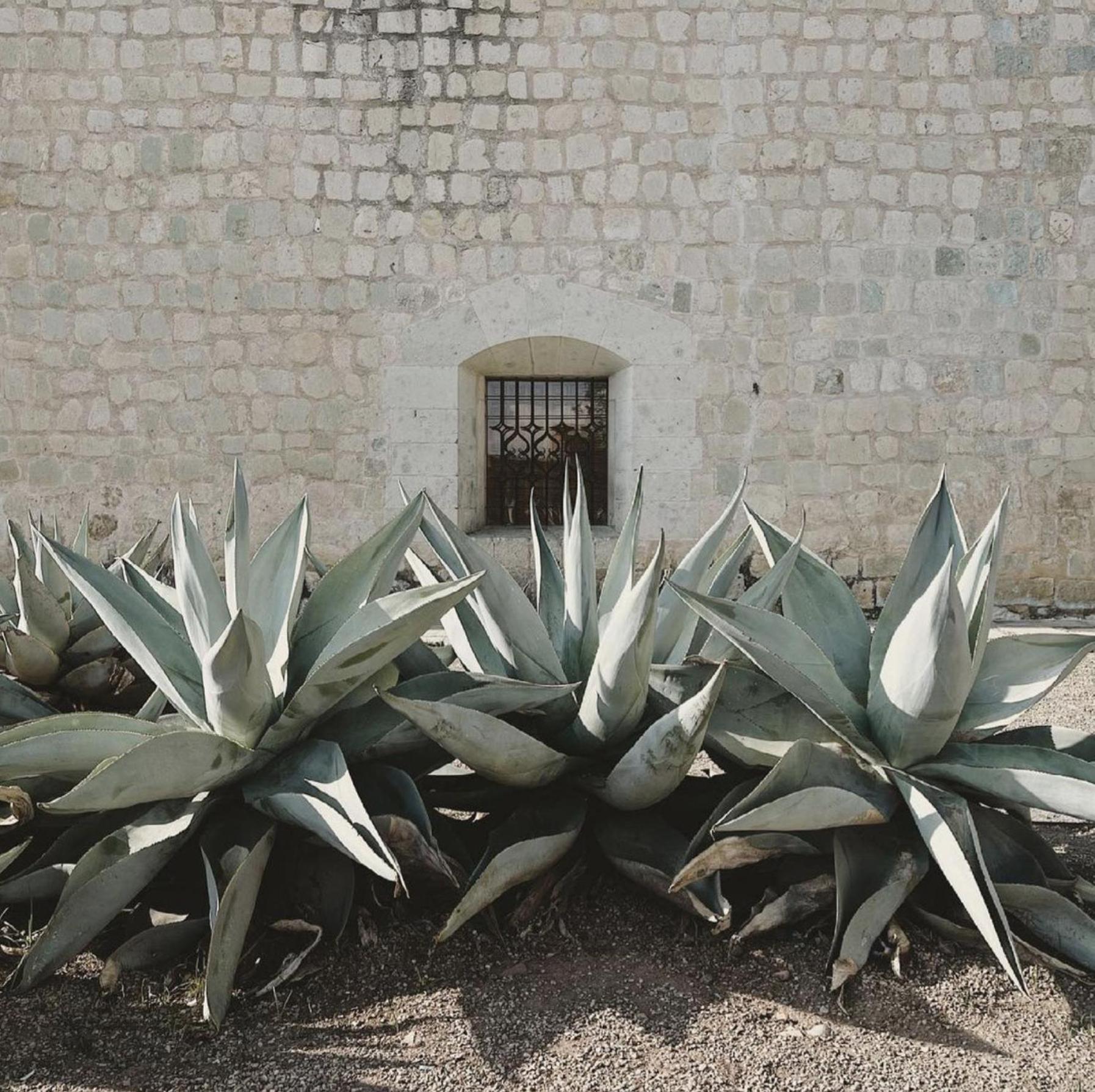 Casa Bonita Hotel & Cocina Oaxaca Экстерьер фото